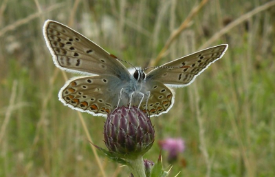 Had blauwtje al van alle kanten op de foto en tijdens het weglopen zag ik deze zitten, dus nam ik het toestel in m'n handpalm, positioneerde toestel met gestrekte arm en drukte af, deed toestel uit en liep door.
Dom achterna, hier hadden meer mooie opnames in gezeten, maar ben heel blij met deze ene.
