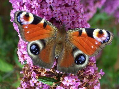 Eingelijk stond de vlinder er ondersteboven op. Maar even het beeld draaien en je ziet er niets meer van. ;)