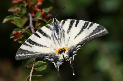 Wat een mooie vlinder is dit toch. Na eerder te hebben gezien, nu eindelijk kunnen maken. Bleef mooi poseren.