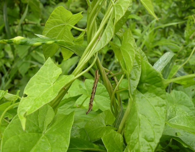 Gespot in dichte begroeiing, haagwinde, riet e.d. en wat mij vooral opviel was het patroon op z'n rug.
Nu echter blijkt dat het niet eenvoudig is om erachter te komen welke rups dit is.
Heb diverse tips gehad en zelf lang gezocht maar niets gevonden, denk dat het een spanner soort is..??