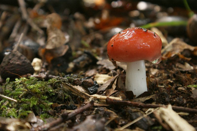 dit exemplaar von ik erg mooi met de waterdruppel op de hoed. snel genomen tussen de buien door het was wel een goeie dag voor de paddestoelen