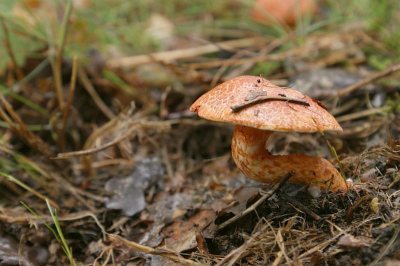 vanonder de paraplu gefotograveerd was niet makkelijk in een heftige regebui maar ik vind hem wel geslaagd