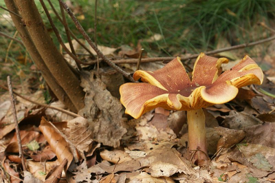 dat paddenstoelen de bloemen zijn van de ondergrondse zwamvlok laat deze koningsmantel nog eens extra zien. van een afstand leek het ook echt een bloem met die kleuren en de vorm. ik vond het wel een leuk herfstplaatje.