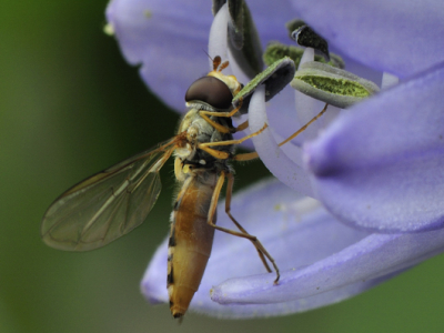 Hallo, hierbij mijn eerste foto op nederpix. Ik hoor graag wat jullie ervan vinden. Deze heb ik in mijn tuin genomen. De vlieg zat op een bloem van een Agapanthus.