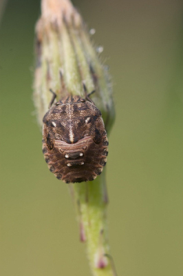 Tijdens het fotograferen van dit beestje dacht ik, m.b.v. de tekening op de rug, de soort makkelijk te kunnen vinden in mijn insectengids. Dat is dus niet gelukt. Wie weet wel wat dit is. 
groeten, Anja