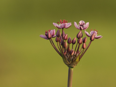 De foto is genomen in prima lichtomstandigheden. Vanaf een zo laag mogelijk standpunt gefotografeerd om een mooie achtergrond te krijgen.