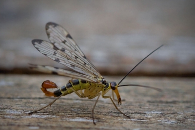 Foto eind v.d.middag gemaakt..geen zon..beetje bewolkt.