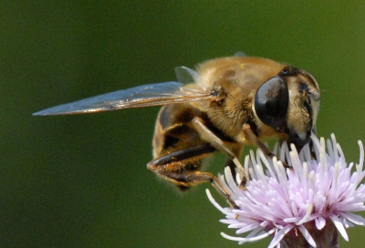 Tijdens een middagwandeling bleef deze honingbij netjes voor me zitten op de distel