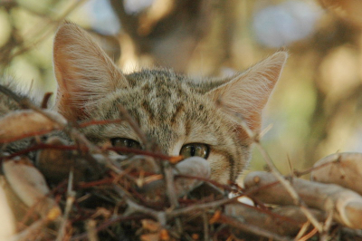 Vanuit een oud vogelnest zat deze wilde kat naar ons te kijken. Het formaat is vergelijkbaar met onze europeese huiskat.