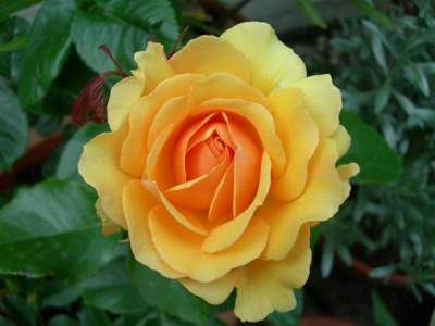 Deze roos staat in een pot op het terras, heeft een bijzondere kleur en geurt heerlijk.