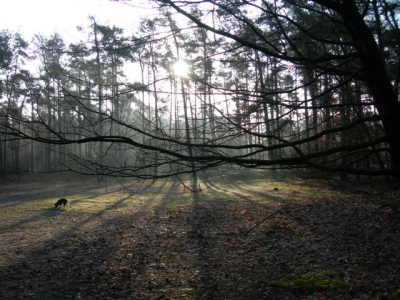 Het was een koude vroege ochtend in april en ik was in Hoenderloo met vakantie. Om 7.00 liep ik al met de hond in de zandverstuiving. Het werd een prachtige dag, die begon met vorst. Ik vind deze opname zo mooi vanwege de schaduwen, die in de rondte lopen.
