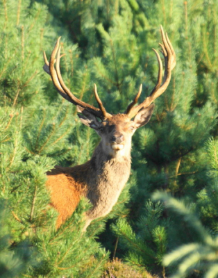 Zonnige morgen opde Veluwe. Foto gemaakt met de 300mm lens vanaf eenpoot. Iso 400.