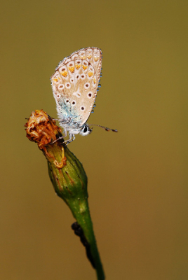Mijn eerste foto hier op Nederpix. 
Hiervoor ben ik vroeg mijn nest uitgekomen om de Blauwtjes met dauw te vinden.