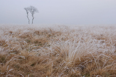 Windstil weer met mist en vorst alles onder een prachtig laagje rijp