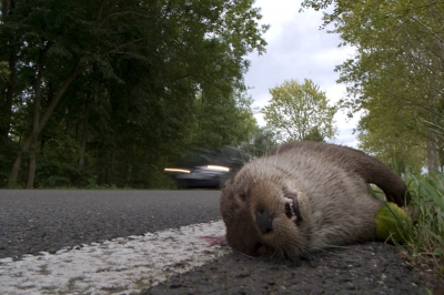 Langs de kant van de weg lag deze otter, gewacht op een passerende auto en afgedrukt om het allemaal duidelijker te maken.
zonde van zo'n prachtig dier.
