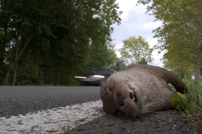 Langs de kant van de weg lag deze otter, gewacht op een passerende auto en afgedrukt om het allemaal duidelijker te maken.
zonde van zo'n prachtig dier.