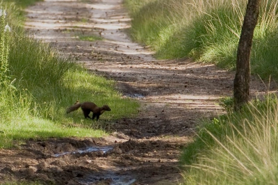 leuk mooi mooi mooi mooi mooi wat is het toch mooi hier op de veluwe zeg