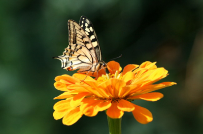 Eindelijk deze mooie page kunnen fotograferen. Wat zijn het mooie vlinders.