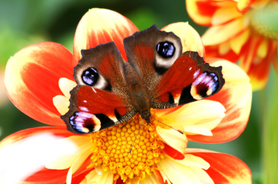 Deze Dagpauwoog zat mooi op een dalia bij ons in de tuin. Hij bleef mooi stil zitten.