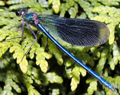 Deze weidebeekjuffer kwam ik tegen in mijn achtertuin.
Daar ik een visvijver heb, komen wel vaker insecten voor, maar deze had ik daar nog niet eerder gezien.