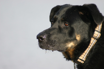 Ik vind het altijd erg leuk om honden te fotograferen op het strand.