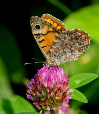ik was op zoek naar libellen, toen op eens  vlak bij mij deze argus vlinder op een bloem ging zitten ,gelijk mijn kans gepakt.