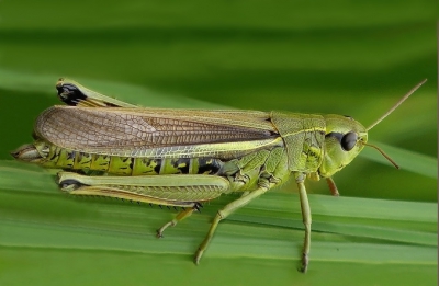 Dit is de eerste sprinkhaan die ik ooit gefotografeerd heb .
Hij bleef gelukkig lang genoeg zitten.
Groeten Geert