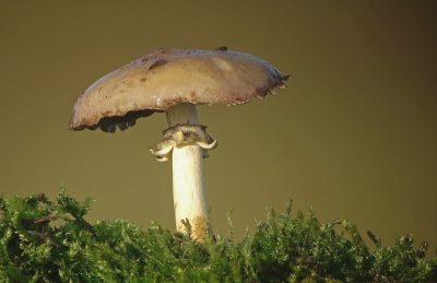 Tegenwoordig zijn er al weer voldoende paddestoelen om te fotograferen,vandaag op pad geweest en deze okergele stropharia op de plaat gezet.