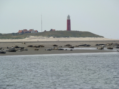 We maakten vanuit texel een robbentocht naar een zandbank waar zeehonden oplagen. We kwamen daarmee vrij dichtbij de zeehonden en ik vond het wel wat hebben om de vuurtoren van texel op de achtergrond van deze foto te zetten!