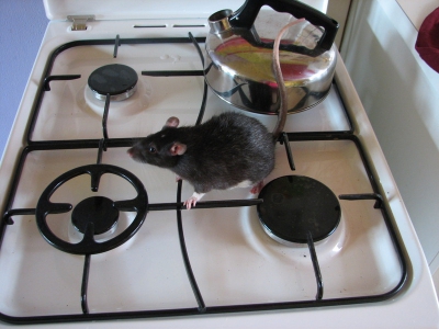 Het huishouden van Jan Steen, de ratten lopen over het kookstel! Af en toe mogen ze in de aanrechtbak zwemmen, maar dan lopen ze overal heen. Mannetjes laten een urinestraaltje achter, dus ik moet meteen de keuken een grote beurt geven.