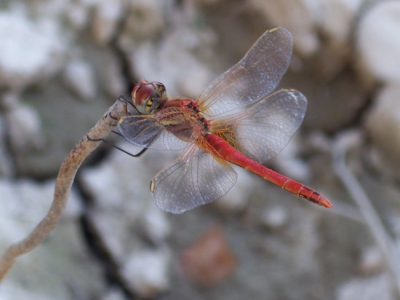 Ook deze libel heb ik met mijn 5.1 mp camera gemaakt. Of ik hier ook de naam goed heb zou ik graag willen horen.