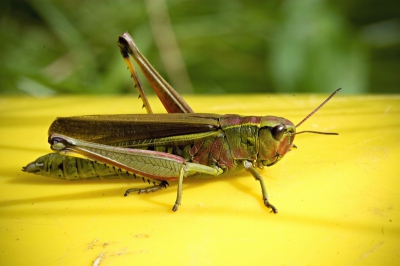 Zonnig weer, foto is gekanteld want hij zat tegen een gele emmer vol water aan, die in het weiland was neergezet als drinkbak voor de schaapjes...en dit kijkt iets prettiger (anders verdraaien we onze nekjes misschien:)