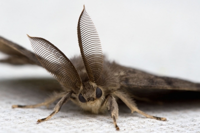 Overdag genomen, bewolkt weer. Deze vlinder was een beetje de weg kwijt overdag denk ik, traag....mee naar vakantiehuisje genomen --tippelend heen en weer over mijn arm....en daar gefotografeerd. Na enige tijd is hij/zij weer weggevlogen.