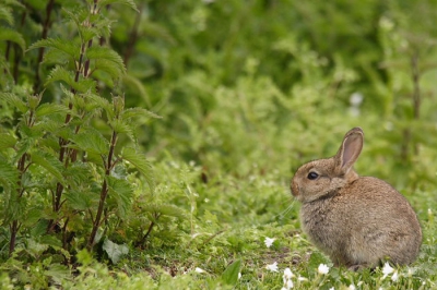 <i class='fa fa-user'></i>&nbsp;Rob Olivier&nbsp;| Konijn&nbsp; <i class='fa fa-eye'>&nbsp;282</i> &nbsp;<i class='fa fa-thumbs-up'>&nbsp;2</i> &nbsp; <i class='fa fa-comment-o'>&nbsp;6</i>