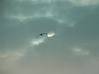 <i class='fa fa-user'></i> andrea | Vogel voor de zon  <i class='fa fa-eye'> 167</i>   <i class='fa fa-comment-o'> 8</i>