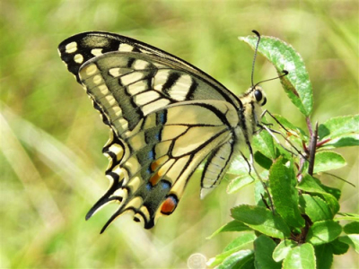 Opname gemaakt in de namiddag. De vlinder zat te rusten na een vlucht op het hoogste punt in het landschap.