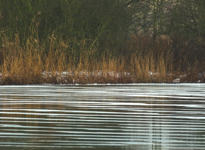 Hetzelfde verhaal en standpunt vanuit de vogelhut maar een ander onderwerp. Door het gebruik van de telelens wordt de strepen met stuifsneeuw op het ijs samengedrukt wat leidt tot een (bijna) grafisch plaatje.
20D 400mm f6.3 1/250 iso200