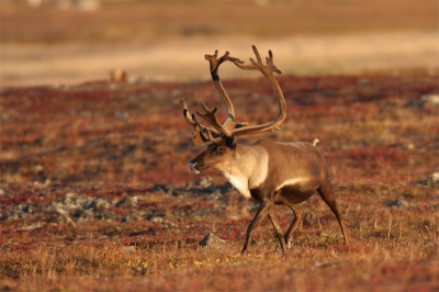 Het is een heel merkwaardige gewaarwording om je zoeker  te richten op een kariboe terwijl een bow hunter zijn pijl op hetzelfde dier richt!
We zijn vanuit Fairbanks, Alaska, ruim 500 kilometer noordelijk gereden om op de Arctische toendra de migrerende kariboes te fotograferen. Als we om 10 uur s avonds een groepje van 5 mannetjes zien, parkeren we snel de camper en sluipen aan de andere kant van de heuvel dichterbij. Maar dan zien we de jager die verscholen in het lage struikgewas hetzelfde aan het doen is. Hij was eerder dus houden we afstand. 
Een van de mannetjes komt over de heuvel, de jager spant zijn boog.en mist! Het dier schrikt en loopt recht op ons af! We kunnen hem mooi fotograferen in het late avondlicht.
Claudia en PJ Potgieser, Dutch Duo
www.dutchduowildlife.nl