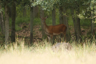 Een toevallige ontmoeting met een hinde, terwijl ik in de schemering zwijnen aan het fotograferen was. De hinde had me overigens snel door. Grappig detail is de onscherpe keiler op de voorgrond.