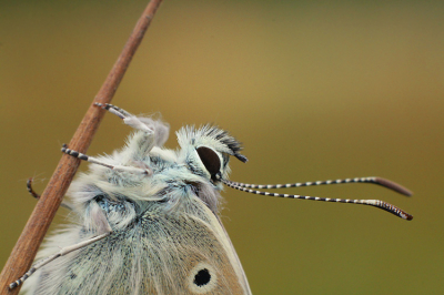 's Ochtends vroeg opgestaan om libelles of vlinders met dauw te fotograferen. Helaas was er geen dauw :( 

Wel was deze Icarus druk bezig om zichzelf op te pompen.  Was eerst een verfrommeld bolletje, werd in een half uur een mooie vlinder.