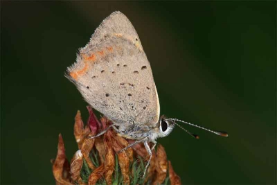 Bij het uitlaten van Maja gevonden en snel een foto gemaakt. Hopen dat ze er morgenvroeg nog zit.