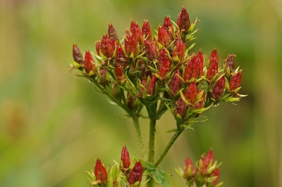 Er was veel te zien , en te fotograferen, planten juffers en insecten.