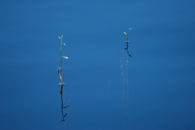 's Ochtens vroeg. Windstil en het water spiegelglad.
