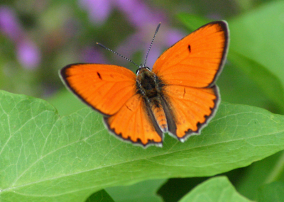 Het was een slecht gemarkeerde wandeling, herhaaldelijk verdwaald, gelukkig veel moois te zien aan flora en fauna