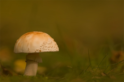 Mooie omstandigheden in het bos deze dagen. Alhoewel er veelal paddenstoelen groeien, het hele jaar door, doen ze me toch aan de herfst denken. Erg leuk om te fotograferen ook.

500mm+1.4TC vanaf rijstzak