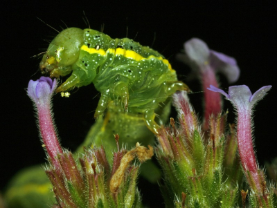 Deze close-up is gemaakt in mijn tuin.
Weersomstandigheden bewolkt.
Gezien ik met een twin-lite flitser werk is licht niet zo van invloed.