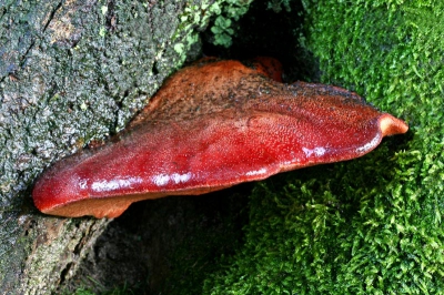 Ik heb deze Biefstukzwam gefotograveert in de tuin bij ons.
