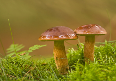 Afgelopen dagen wat meer op zoek geweest naar paddestoelen. Het vrije donkere weer afgewisseld door wat zon en de omstandigheden in het bos creren mooie omstandigheden om te fotograferen.

500mm+1.4tc op de grond liggend.