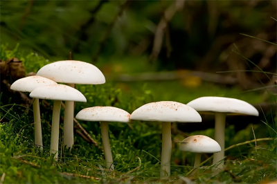Wederom een foto uit dezelfde sessie. Lichtarme omstandigheden in het bos maar erg mooi om zo te fotograferen. Jammer dat de uiterst rechtse niet scherp is maar ik vind het niet hinderlijk. Een nog hoger diafragma getal had er misschien voor gezorgd dat ook de rechtse nog scherp zou worden maar dit durfde ik niet aan vanwege de sluitertijd i.c.m. het instabiele fotograferen vanaf de elleboog

500mm+1.4tc liggend op de grond en steunend op een elleboog.