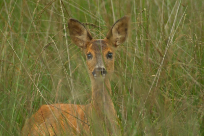 ik was in het bos aan het wandelen voor mijn stage. Camera mee natuurlijk. staat ik in eens oog in oog met deze ree. op een meter of 6 afstand. de vlekken voor de ree zijn grassprieten.